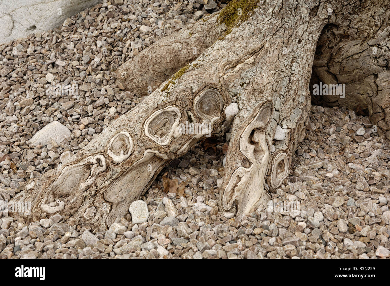 Knarled tree roots and pebbles Stock Photo