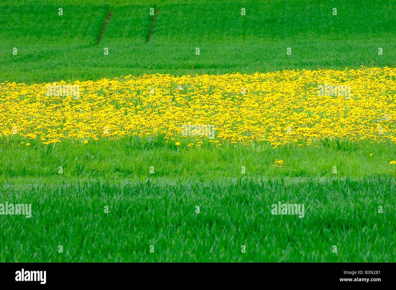 Dandelions (Taraxacum) in meadow Stock Photo