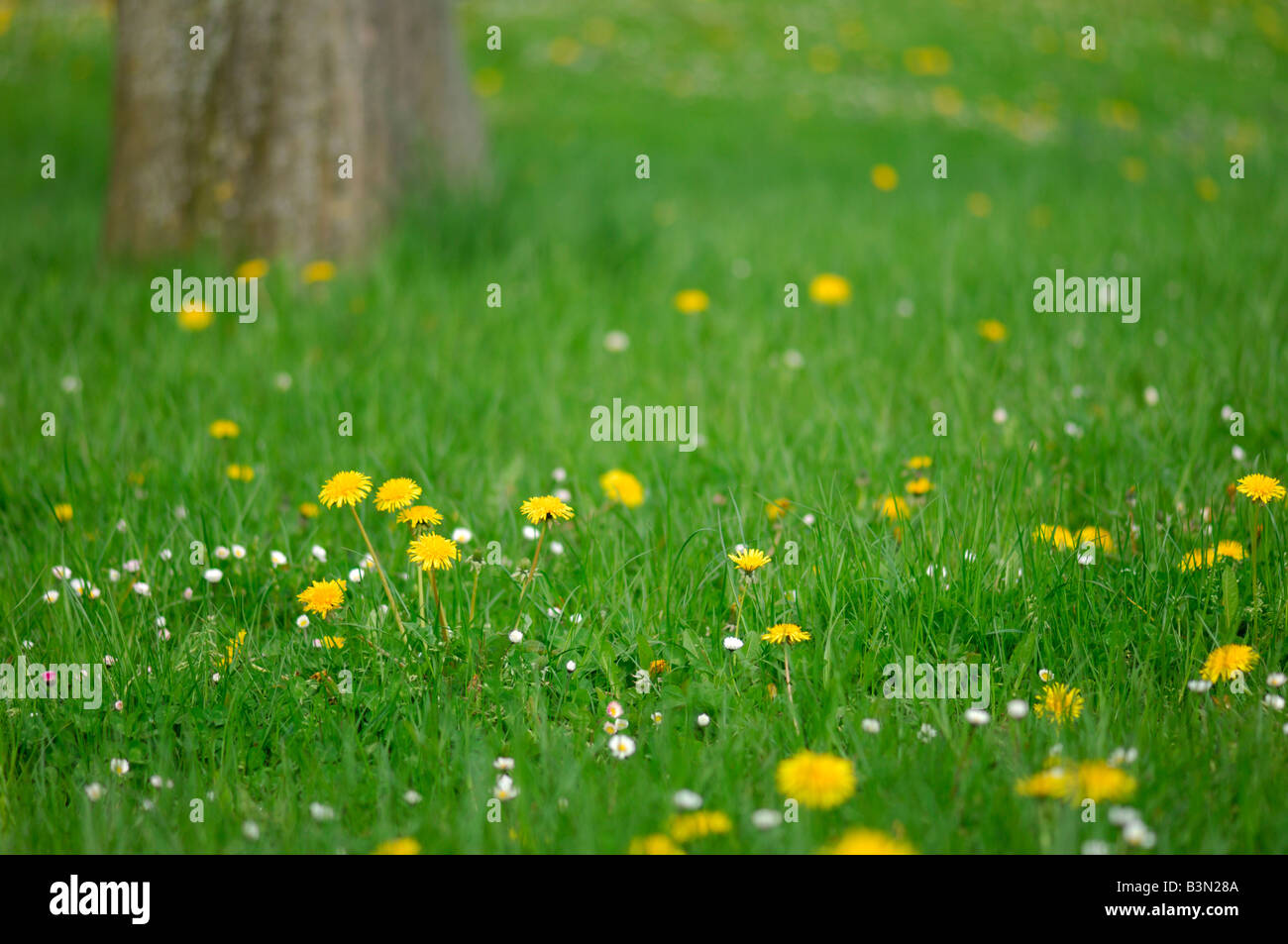 Dandelions (Taraxacum officinale) in meadow, close-up Stock Photo