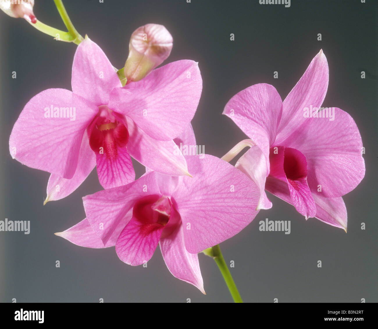orchid (Cooktown Orchid) - blossom / Dendrobium phalaenopsis Stock Photo