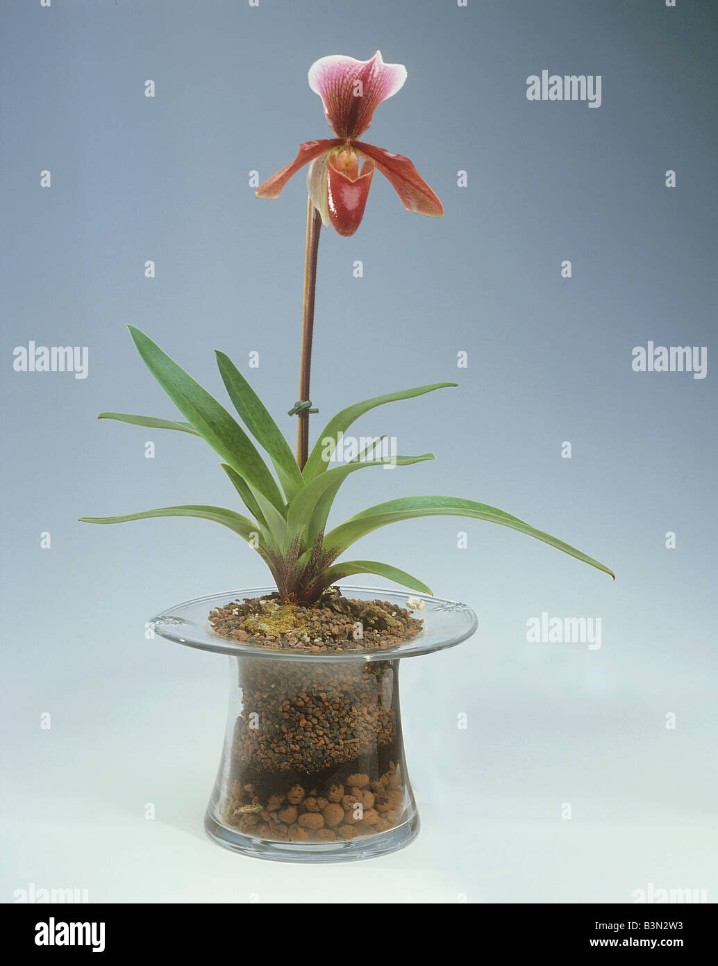 orchid (Paphiopedilum) Stock Photo