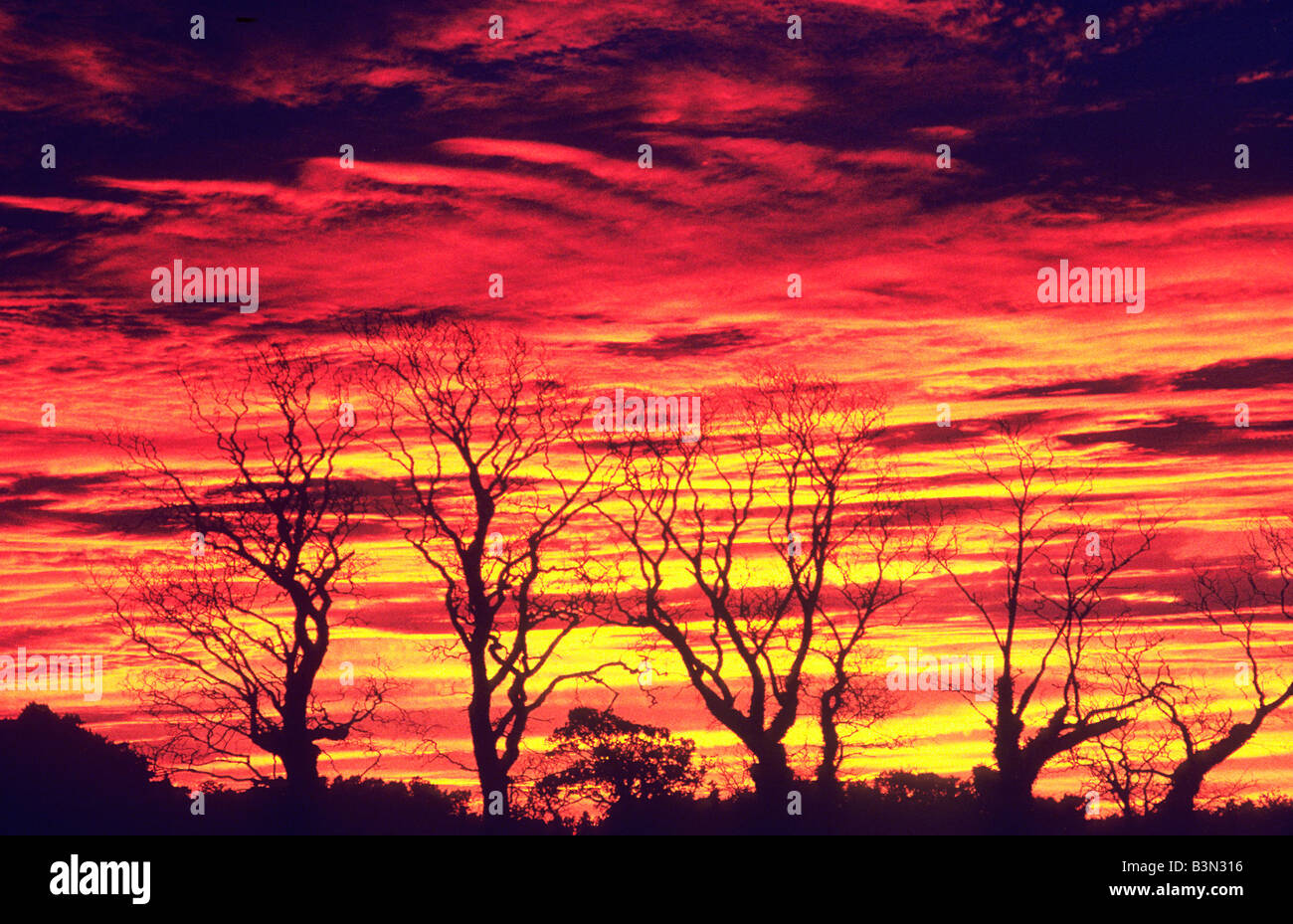 Red Sky clouds winter skeletal trees dramatic sunset Norfolk England UK weather prediction predicting shepherds delight Stock Photo