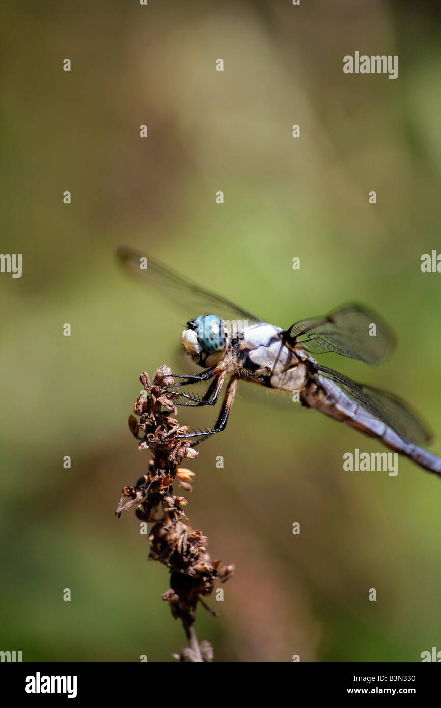 Blue Dasher Dragonfly Pachydiplax longipennis Stock Photo - Alamy