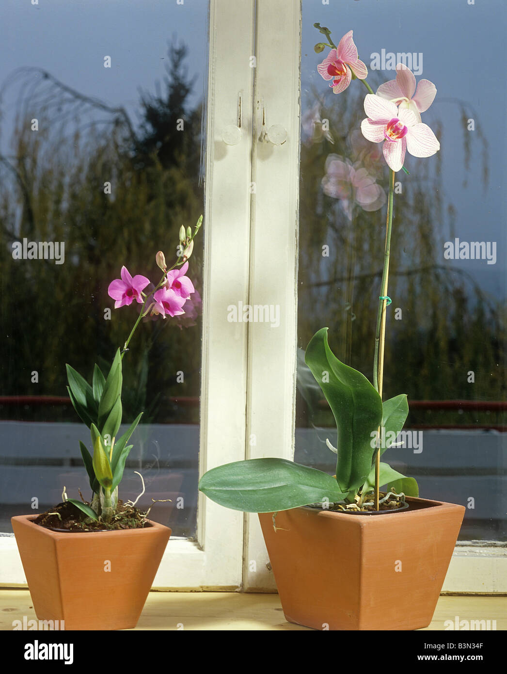 two orchids in front of the window Stock Photo