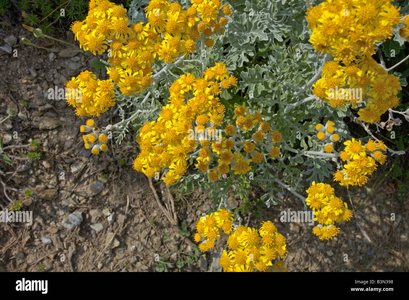 Dusty Miller High Resolution Stock Photography and Images Alamy