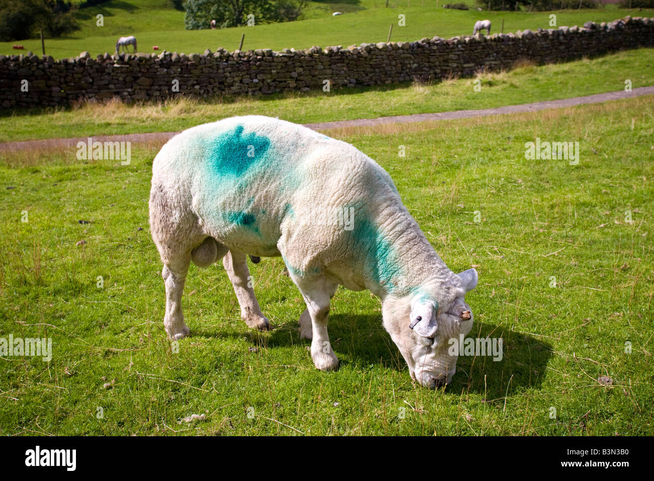 Single horned Texel ram grazing England UK Stock Photo
