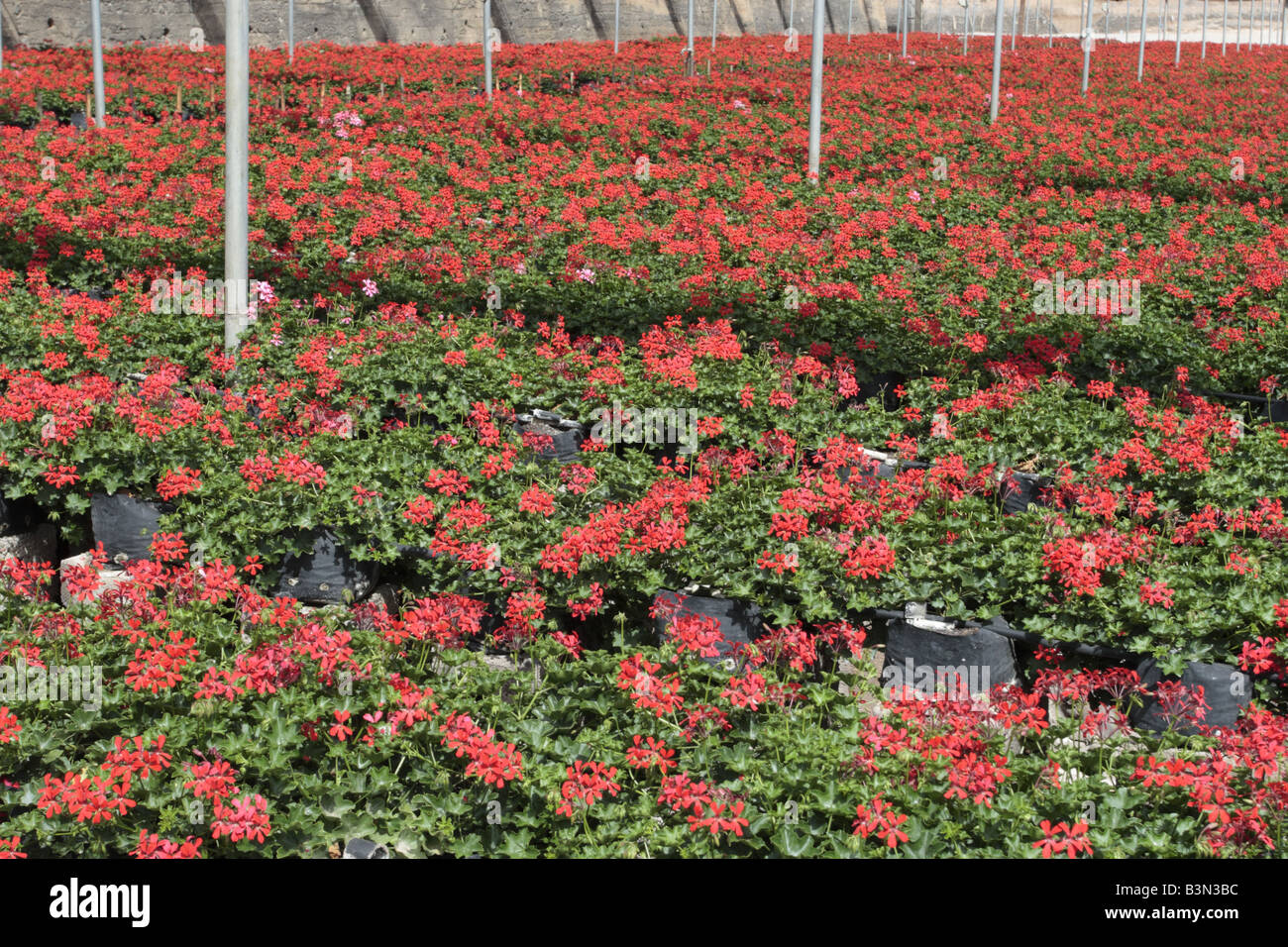 Thousands of red geraniums being grown for sale through garden centres at Aguadulce Tenerife Canary Islands Spain Stock Photo