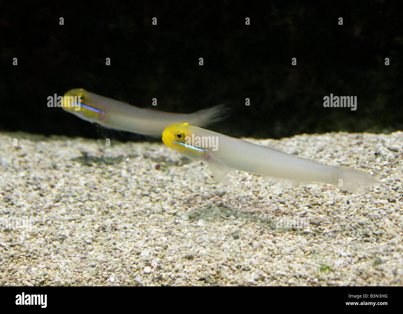Pearly Jawfish Opistognathus aurifrons Aka Pearly Jaw Fish or Yellowheaded Jawfish, Tropical Western Atlantic Stock Photo