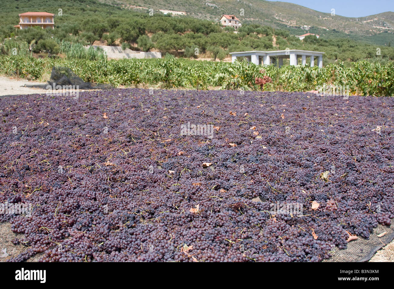 Grapes laid out in the sun to turn into raisins Stock Photo Alamy