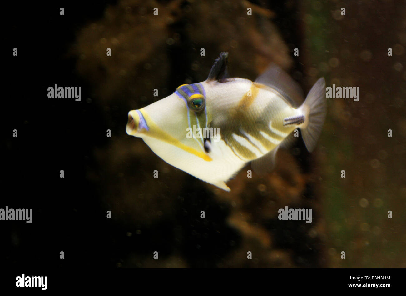 Picasso or Humu Triggerfish Rhinecanthus aculeatus Stock Photo