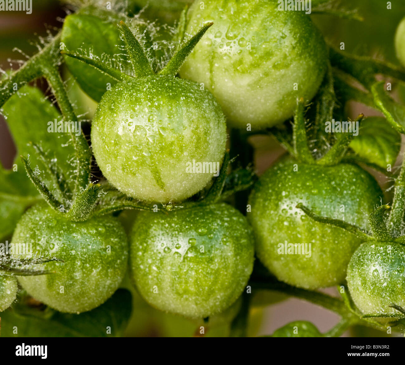 Green unripe tomatoes close hi-res stock photography and images - Alamy
