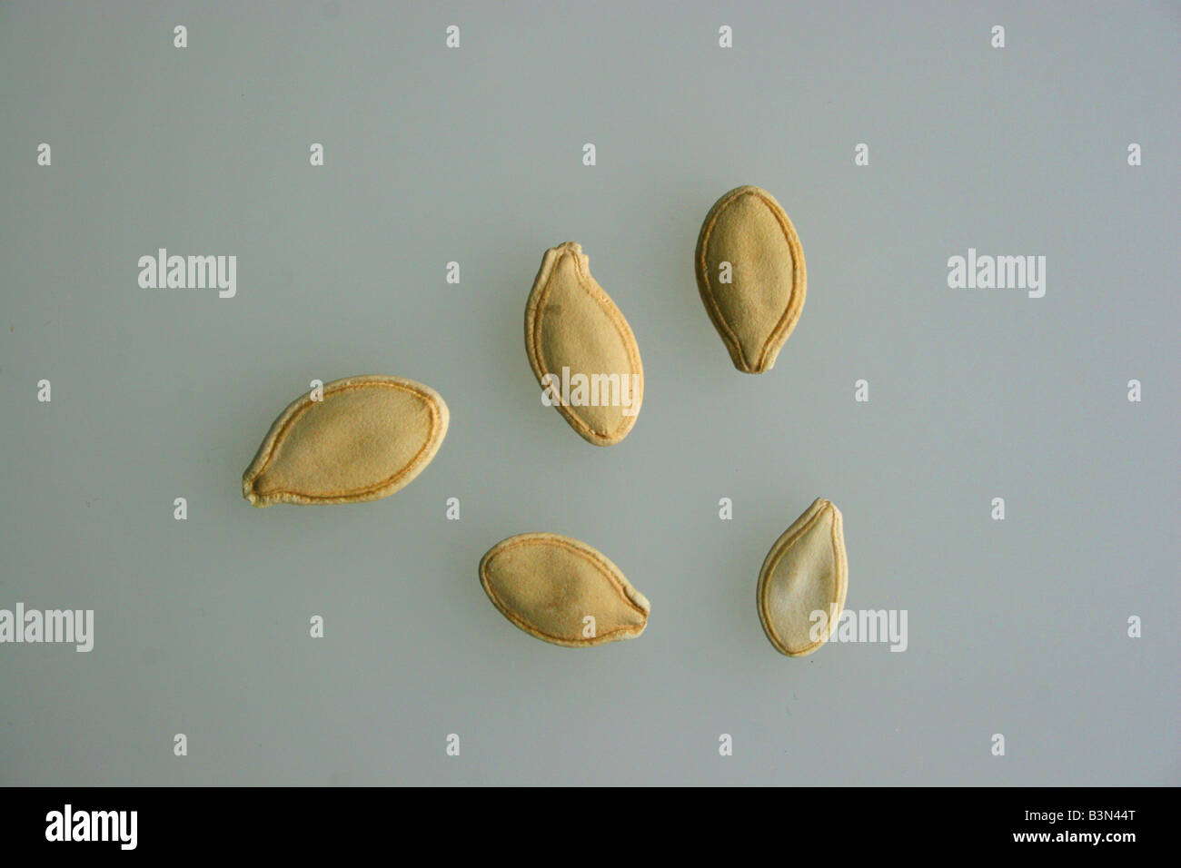 Pumpkin Seeds Jack O Lantern Variety Stock Photo Alamy
