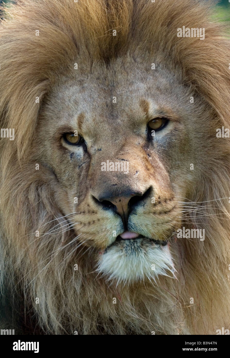 Male lion portrait hi-res stock photography and images - Alamy