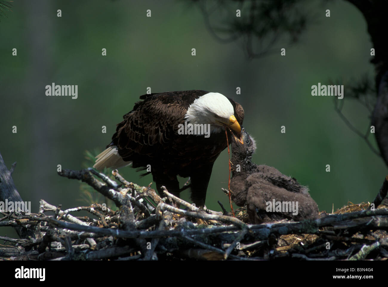 American Bald Eagle in nest Haliaeetus leucocephalus feeding young Stock Photo