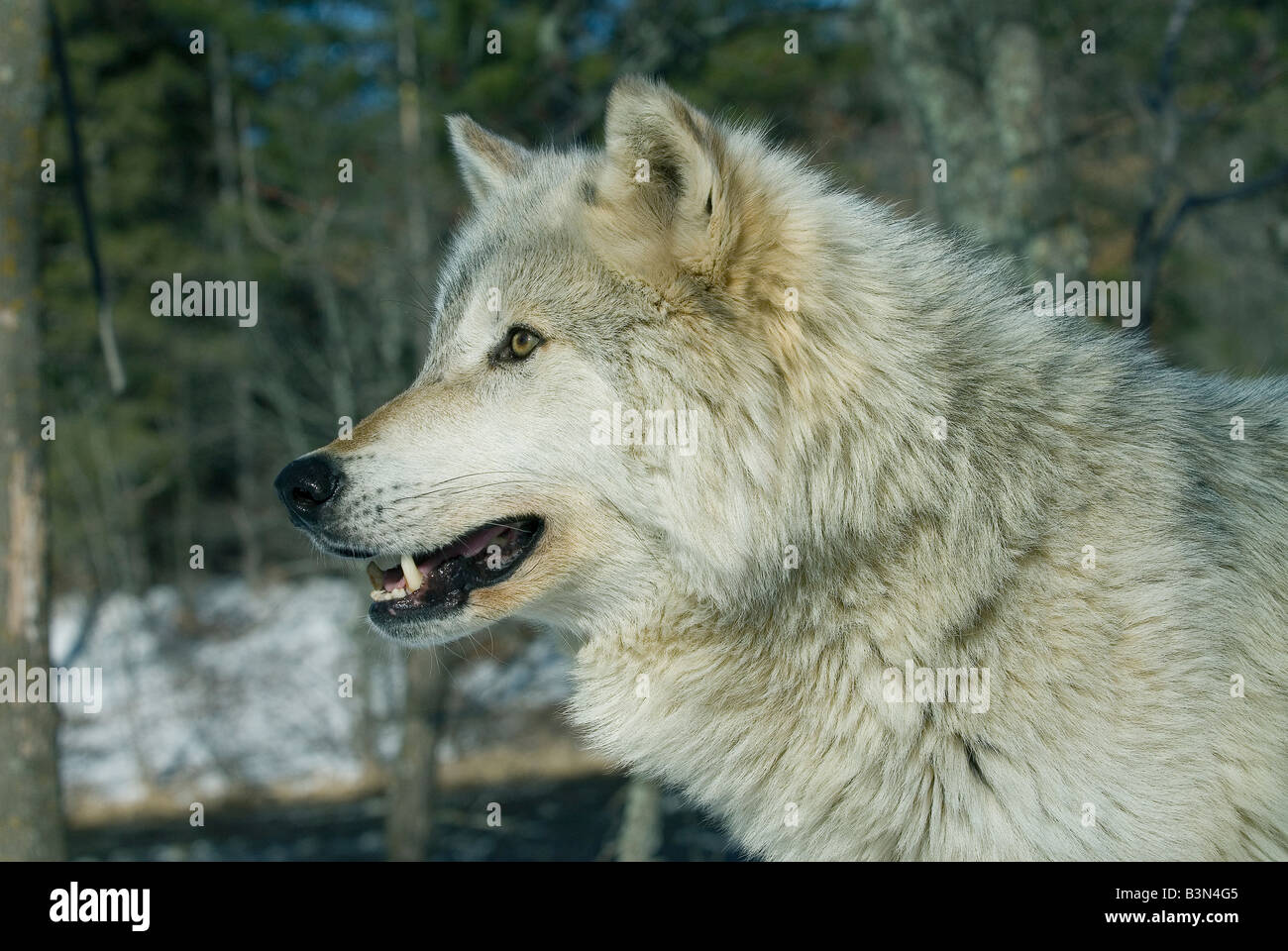 Grey Wolf  ( Canis latrans ) Stock Photo