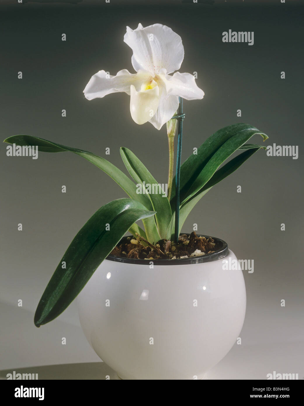 orchid (Paphiopedilum) - blossom Stock Photo