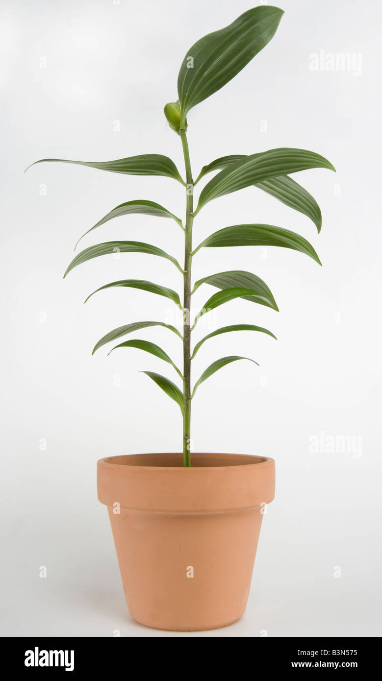 plant pot with green leafy plant growing from it Stock Photo - Alamy
