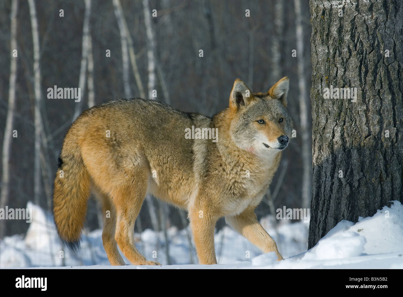 Grey Wolf  ( Canis latrans ), western North America Stock Photo