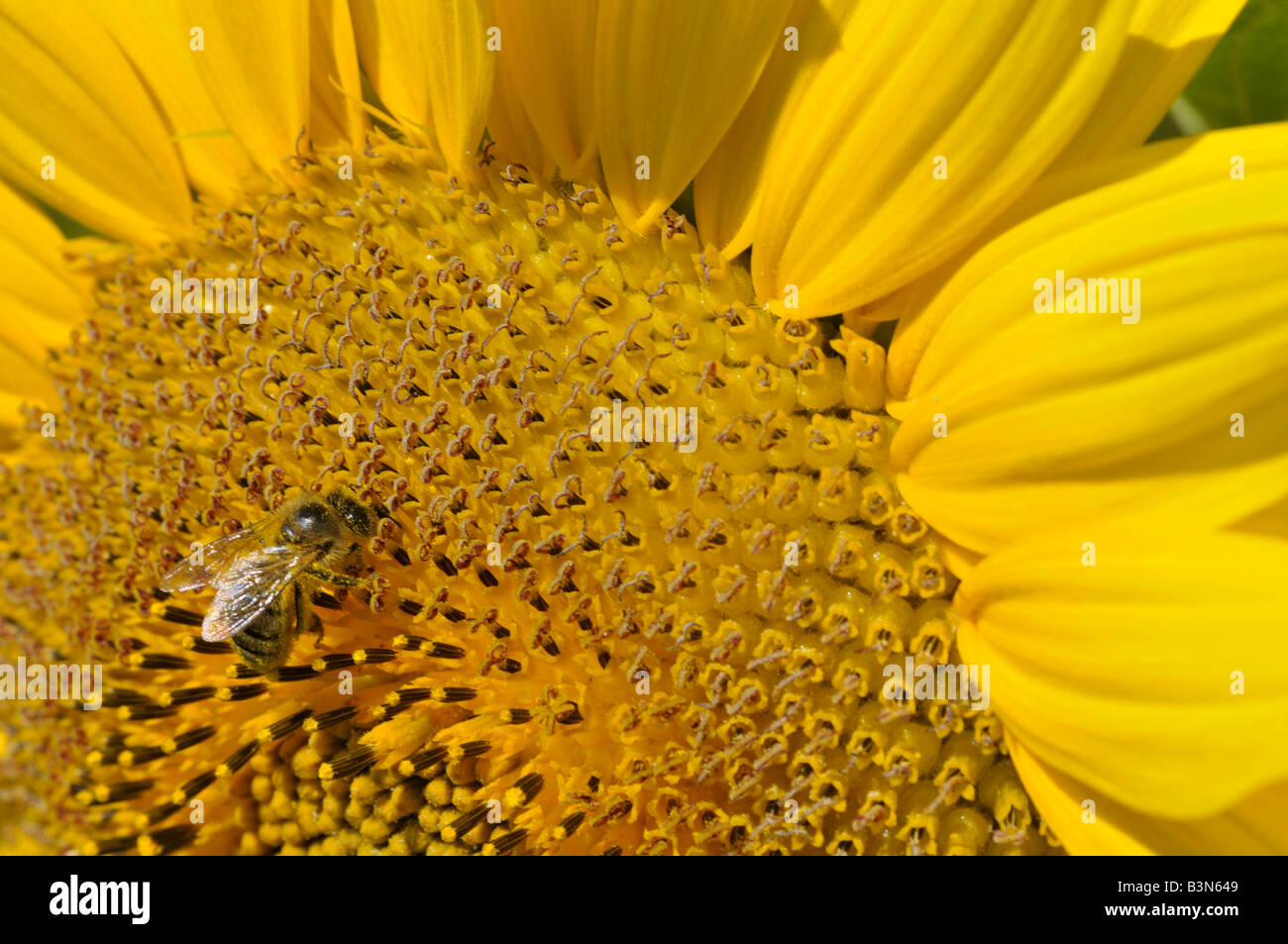 A bee gathering pollen on a sunflower Stock Photo - Alamy