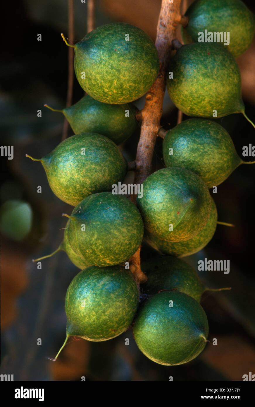 Cluster of Macadamia Nuts Stock Photo Alamy