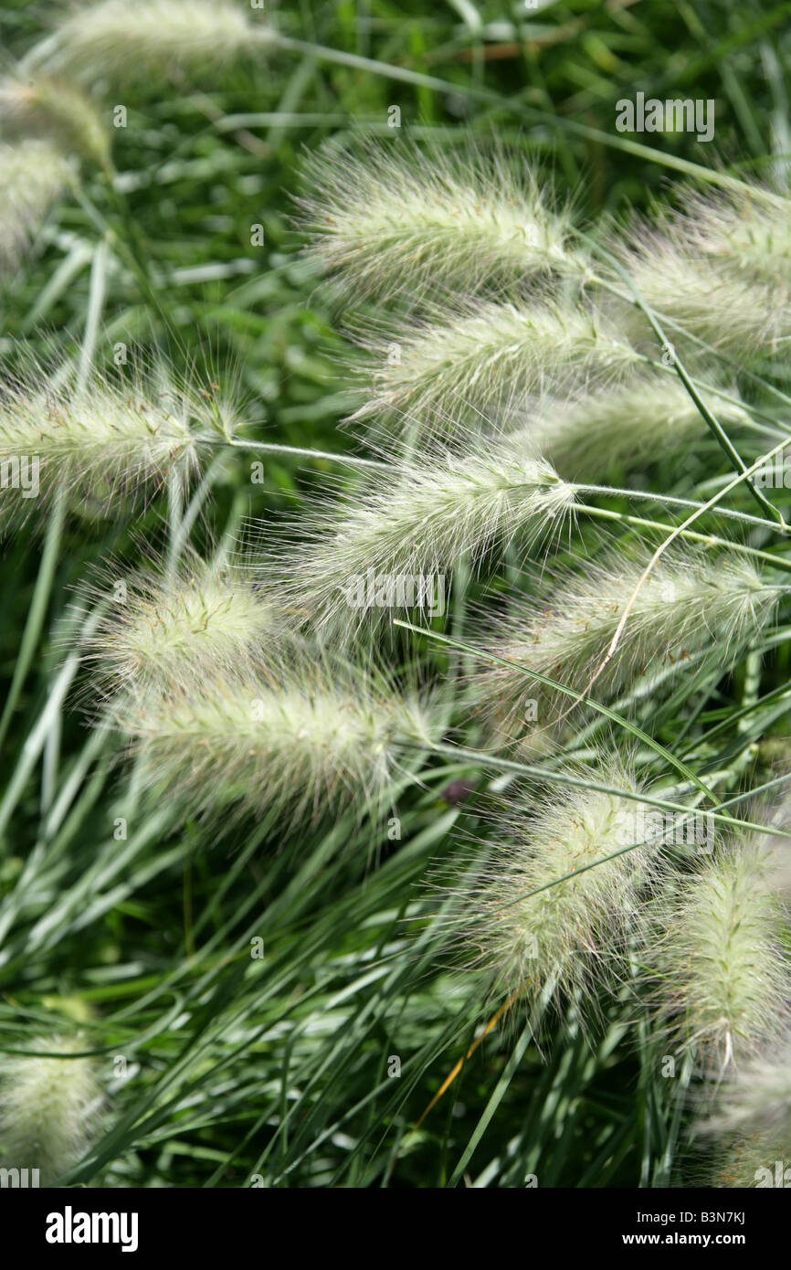 Feathertop Grass, African Feather-grass, Pennisetum villosum, Poaceae.  An African Grass Flower Stock Photo