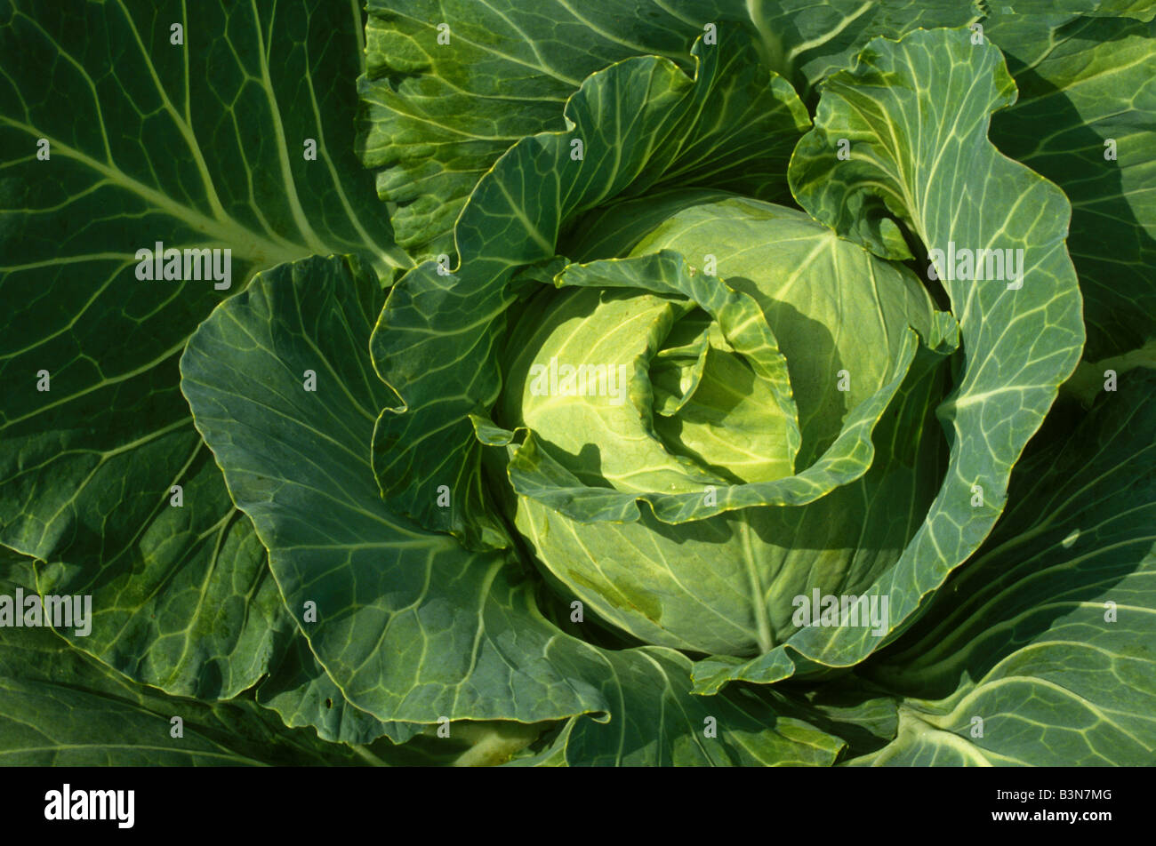 Head of Cabbage Stock Photo