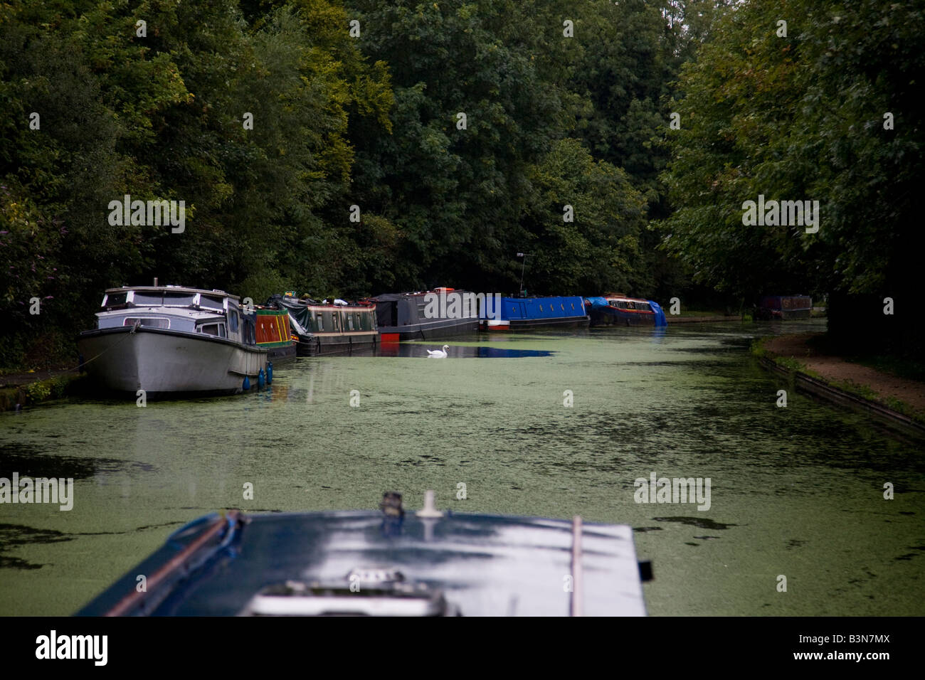 Narrow boat travelling up Grand Union Canal towards Uxbridge. Duck weed covers the water. Boats moored along canal side. Stock Photo