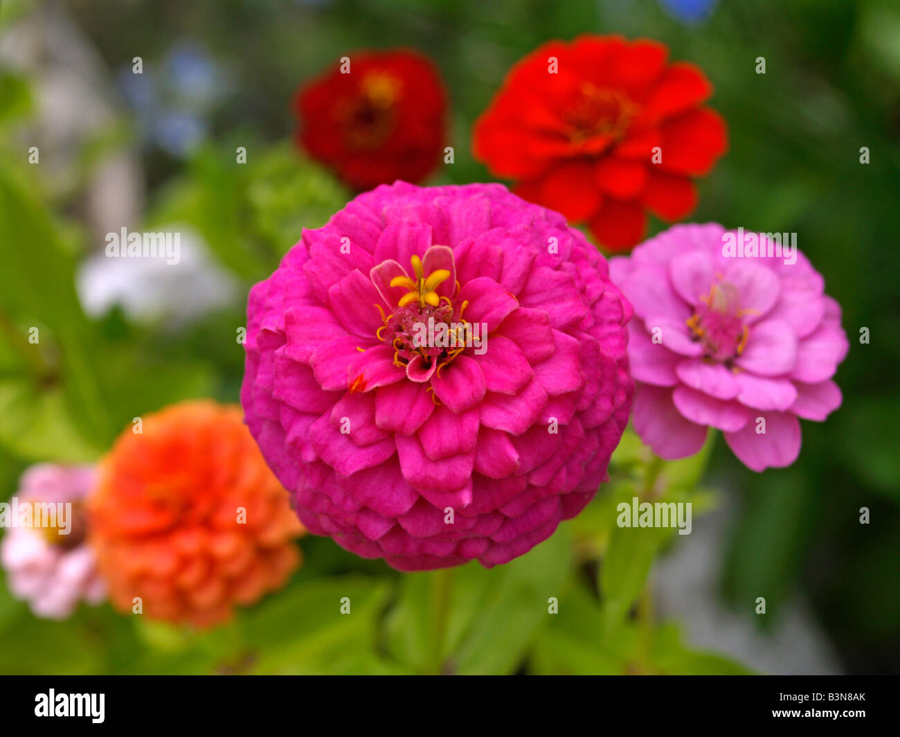 Blumen, bunte Zinien, Zinnias Stock Photo