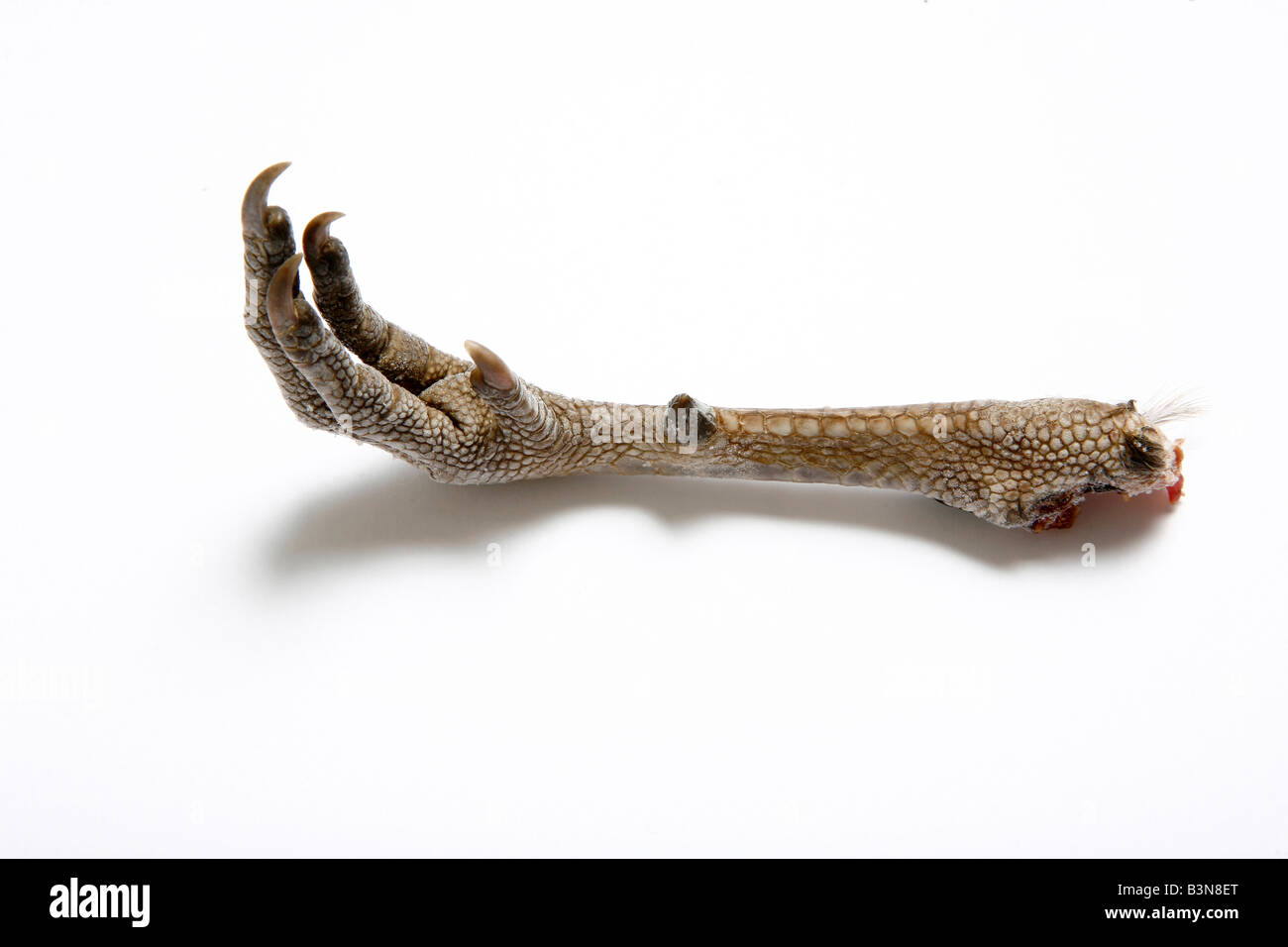 Animals without legs hires stock photography and images Alamy