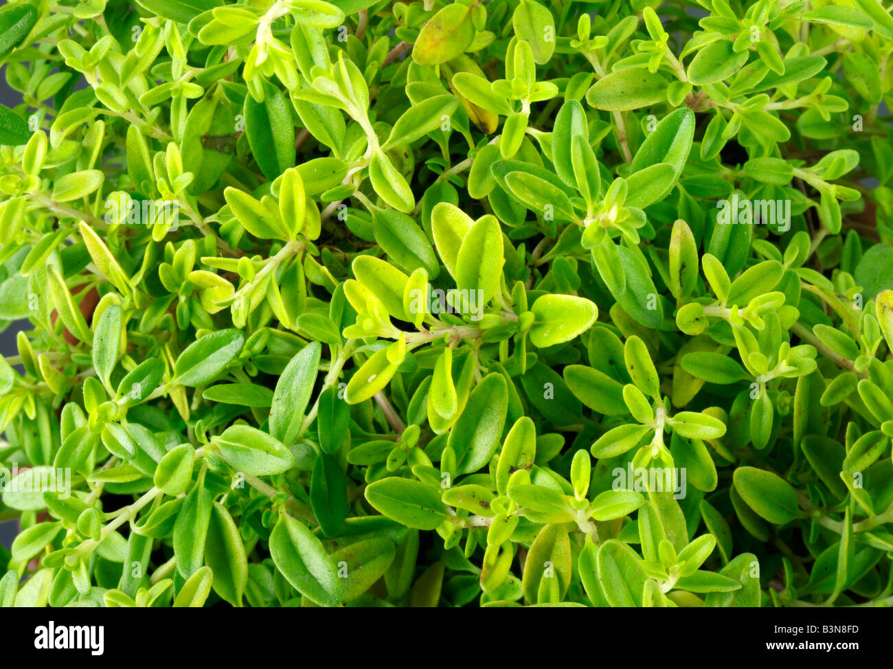 GOLDEN THYME HERB Stock Photo