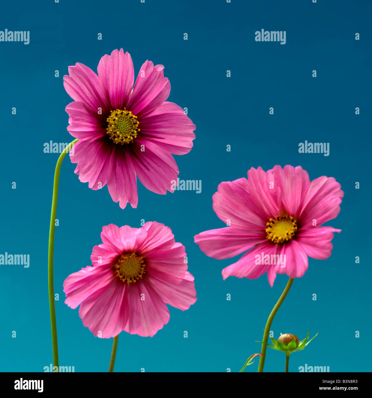 Three pink flowers on sky blue background Stock Photo