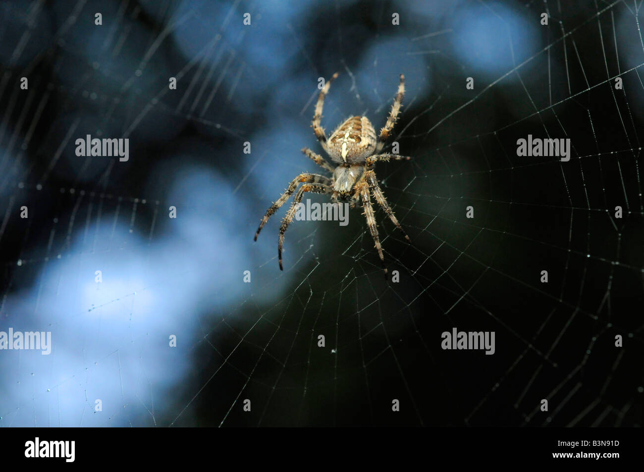 spider in his web Stock Photo - Alamy