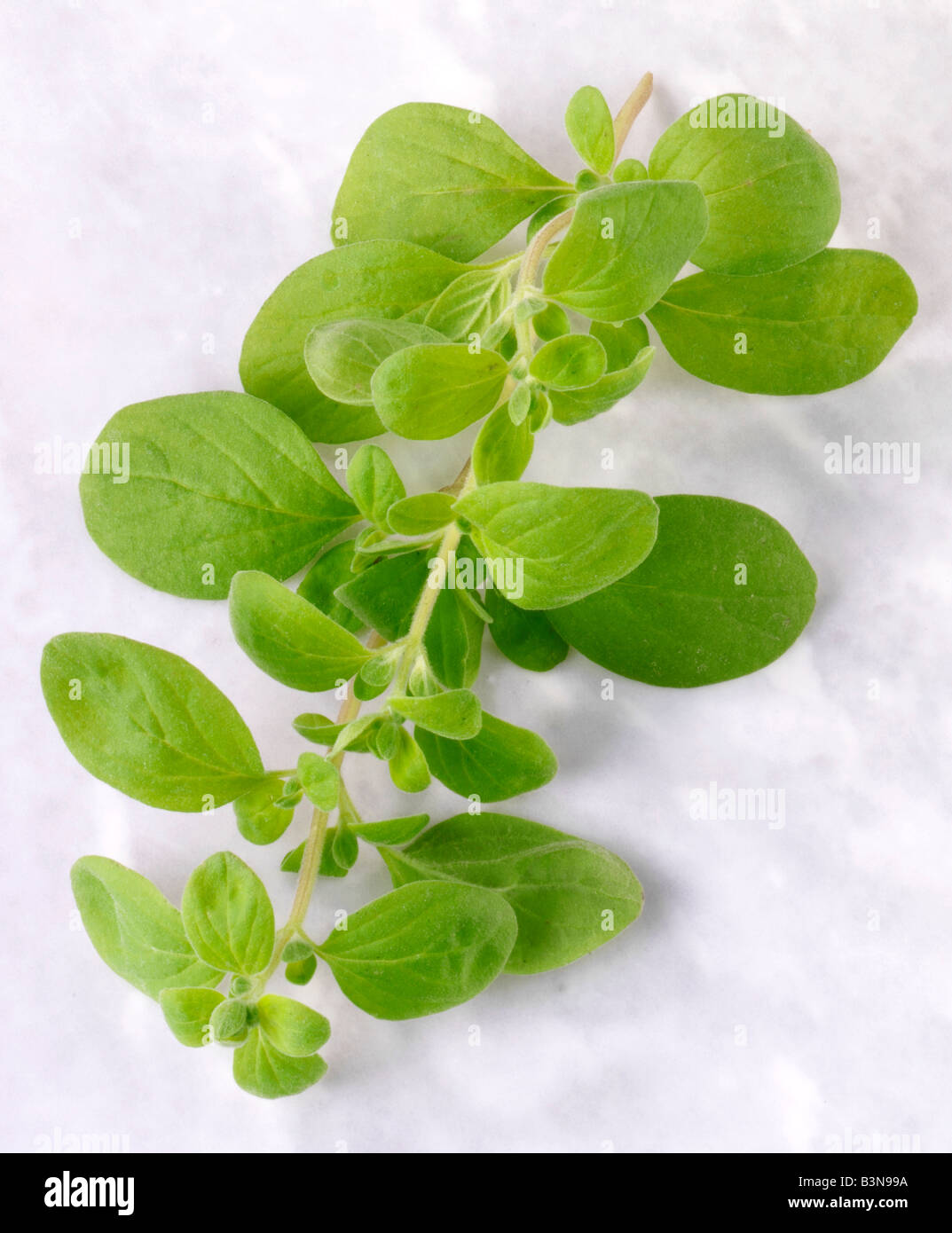 Knotted marjoram hires stock photography and images Alamy