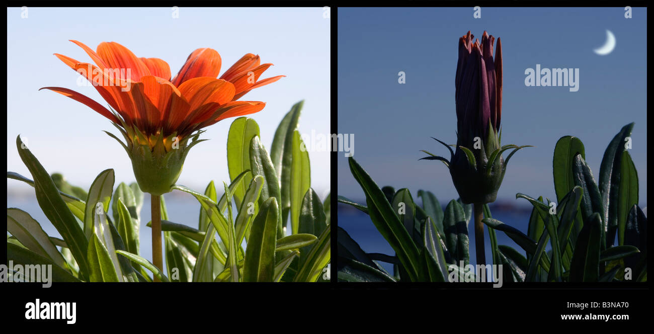 A two panel sequence collage demonstrating the photosensitivity of a Gazania flower which closes at night. Stock Photo
