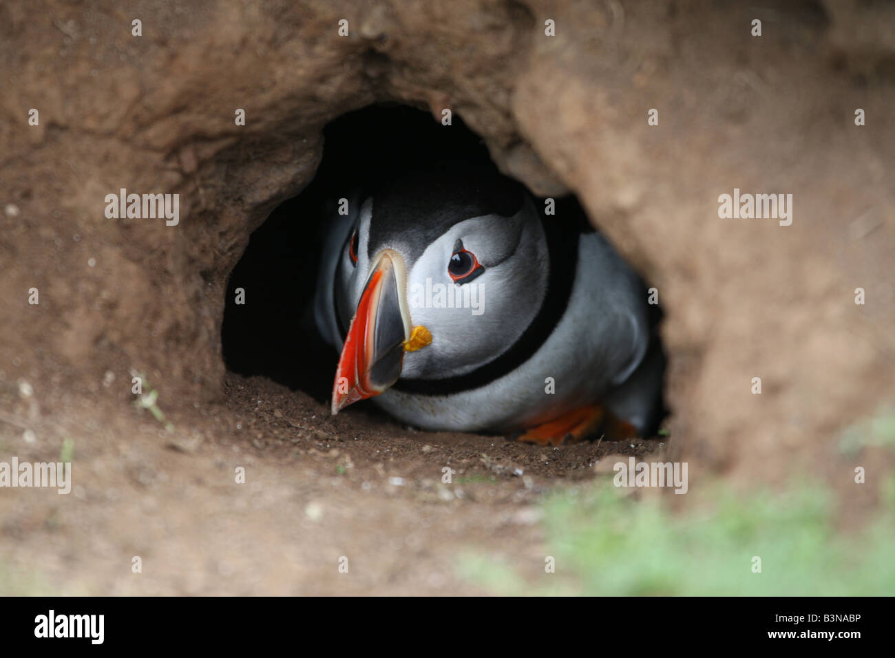 Puffin at nesting time in its burrow Stock Photo