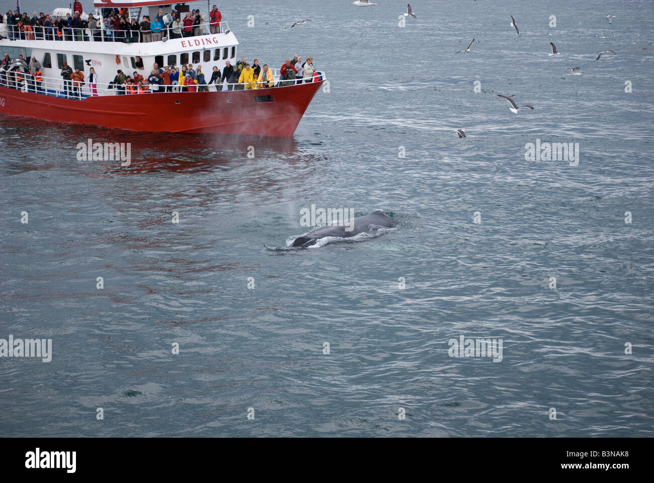 Humpback whale breaching and boat hi-res stock photography and images ...