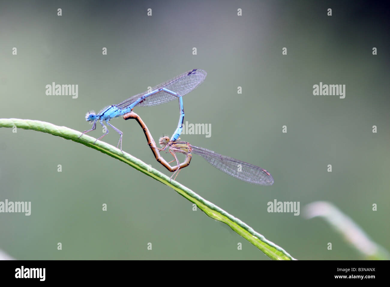 common blue damsel flies mating Stock Photo - Alamy