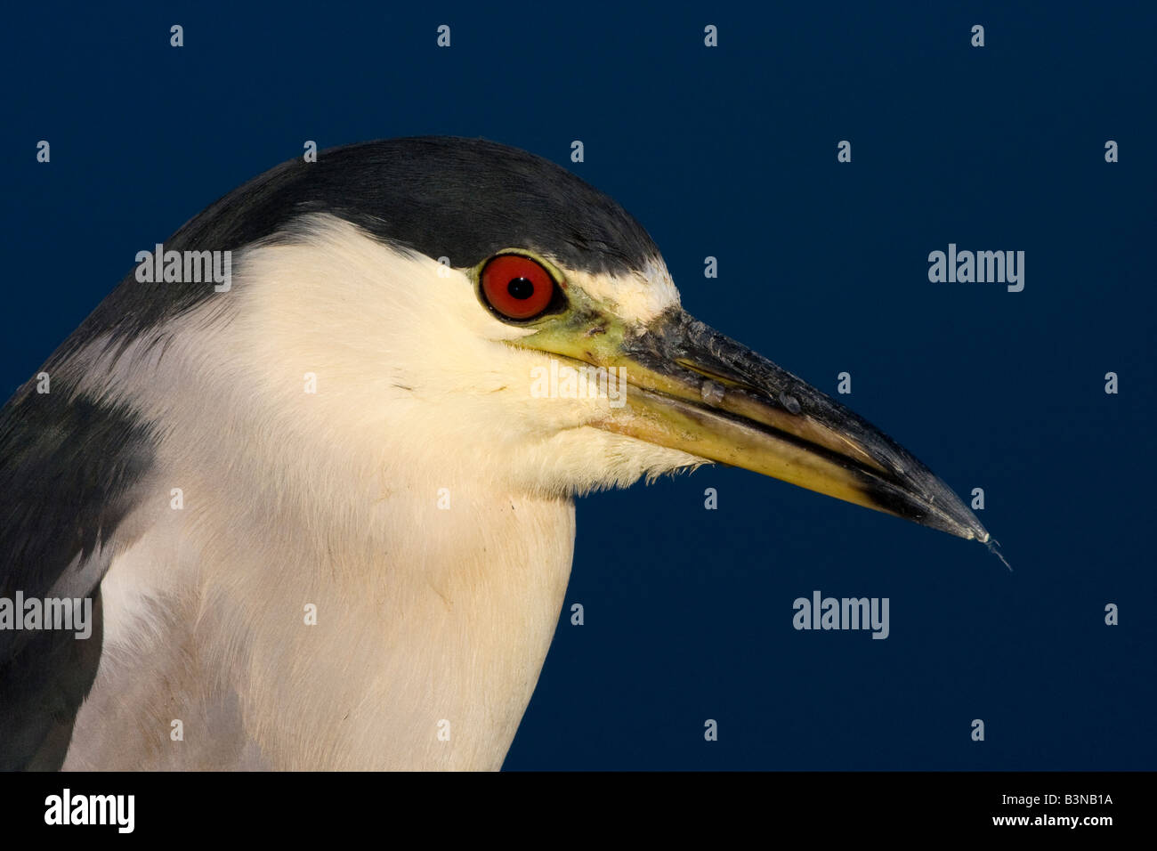 Black crowned Night heron closeup of head Stock Photo