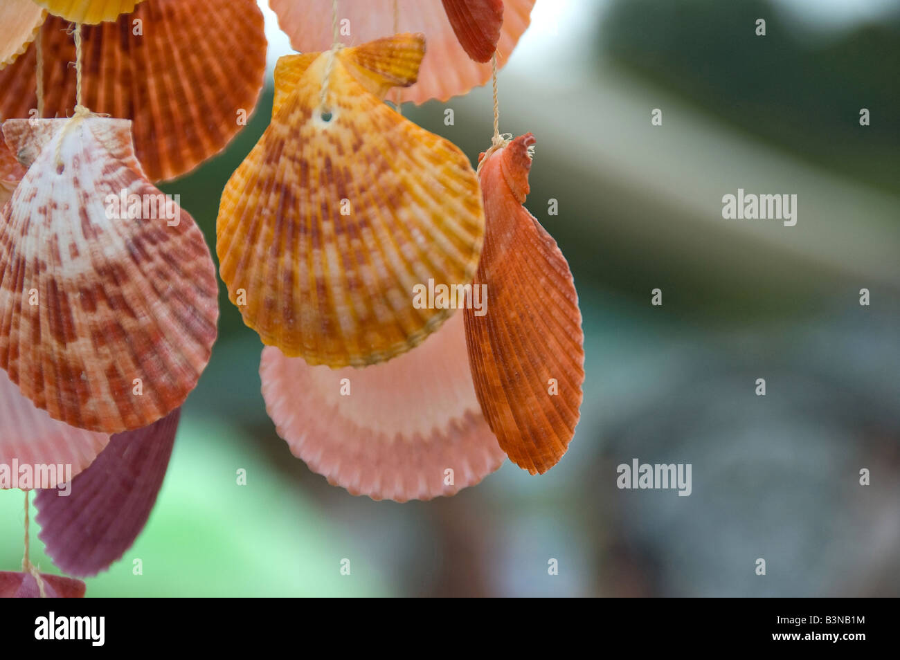 Sea Shells hung as a display, glastonbury festival Stock Photo