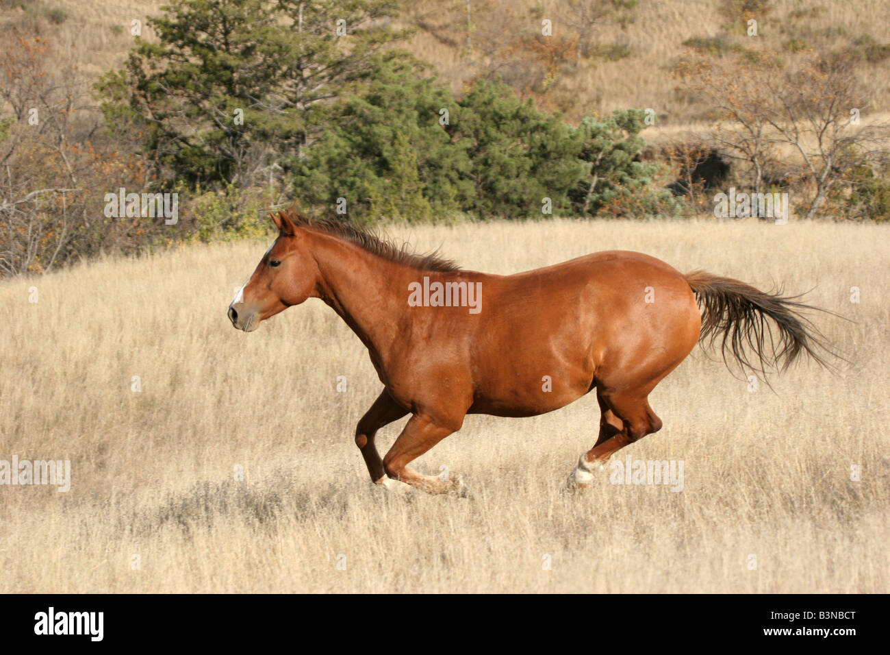 Indian horse running in South Dakota Stock Photo Alamy