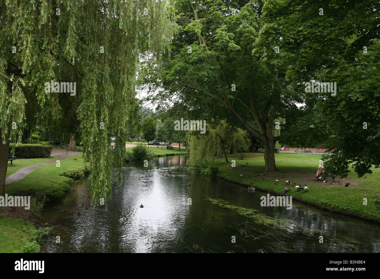 a landscape photo of a quintessential british park with weeping willows and a river running through the middle of it. Stock Photo