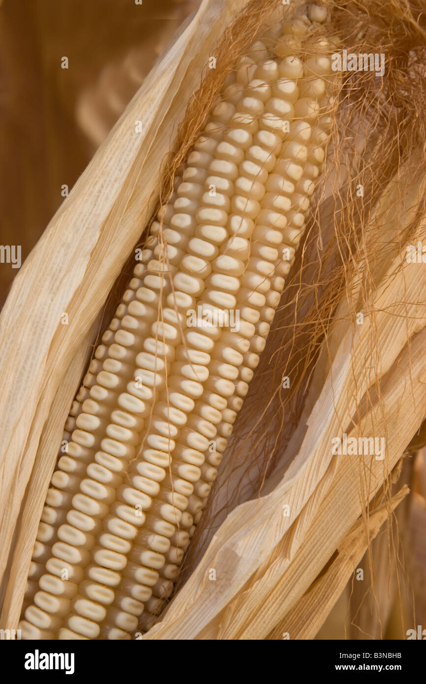 Dry Ear of Corn in husk Stock Photo Alamy