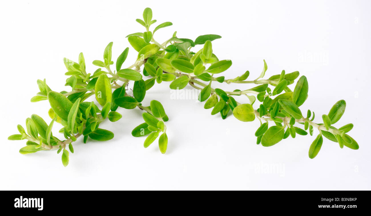 GOLDEN THYME HERB Stock Photo