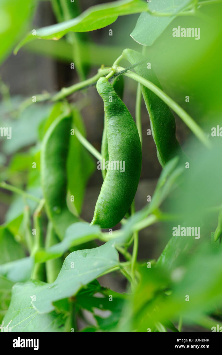 Green runner bean Phaseolis vulgaris Stock Photo Alamy