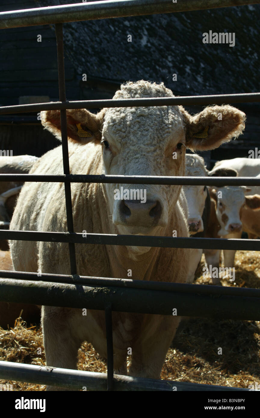 Delaware Feeds Cow Pass Farming Retro Tin Metal Sign