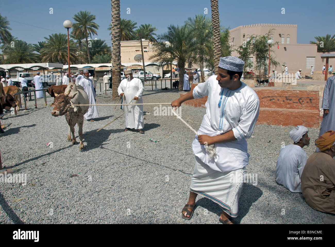 Pulling a cow livestock souq or market Nizwa Al Dakhiliyah Region Sultanate of Oman Stock Photo