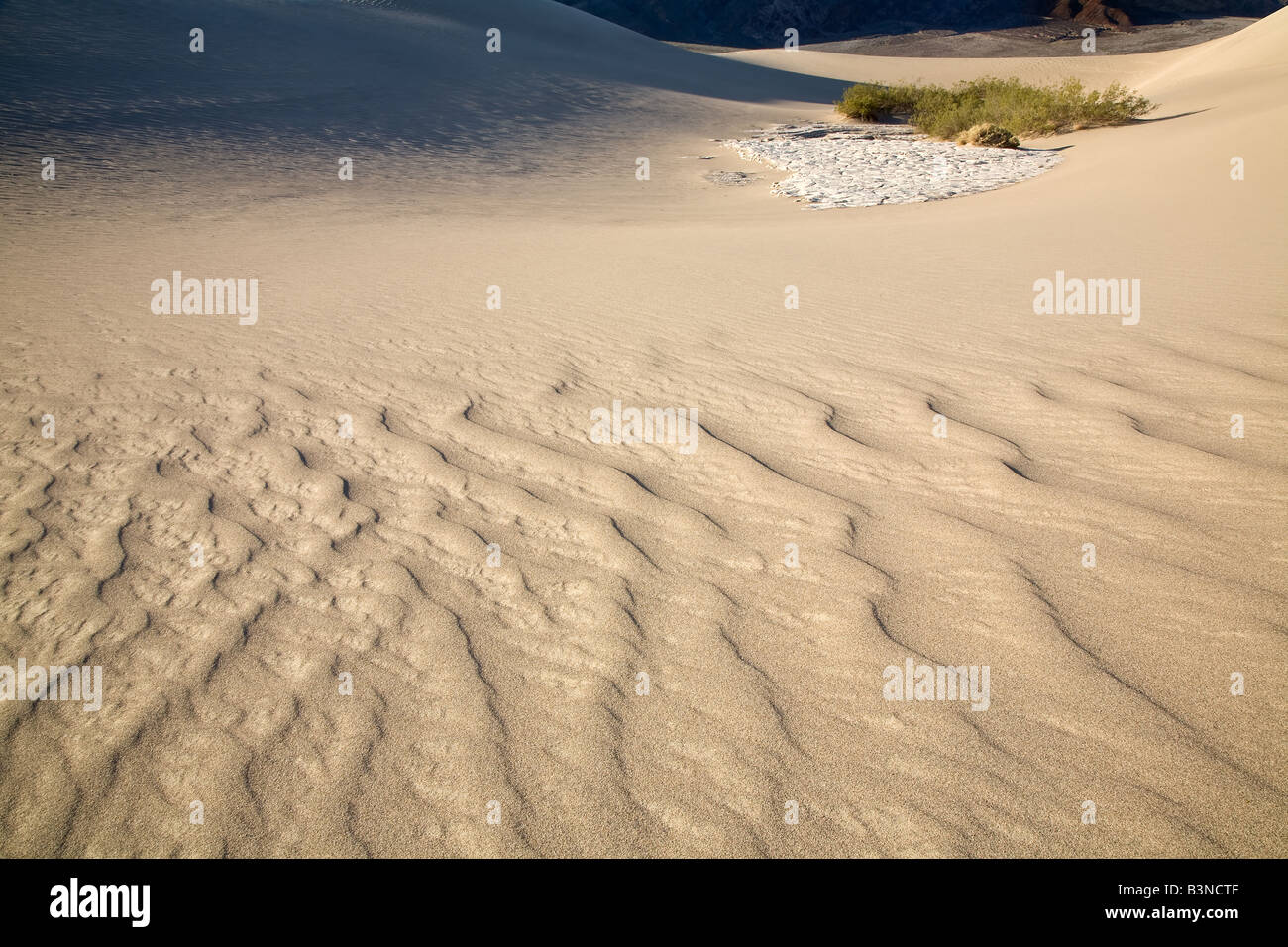 Ripples in the sand leads to surviving plants in the distance. Stock Photo