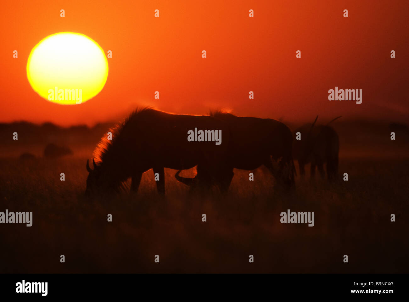 Gnu silhouette against sunset Stock Photo - Alamy