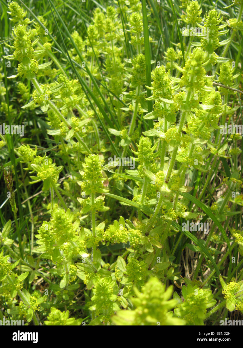 CROSSWORT Cruciata laevipes is a member of the Bedstraw family Stock ...