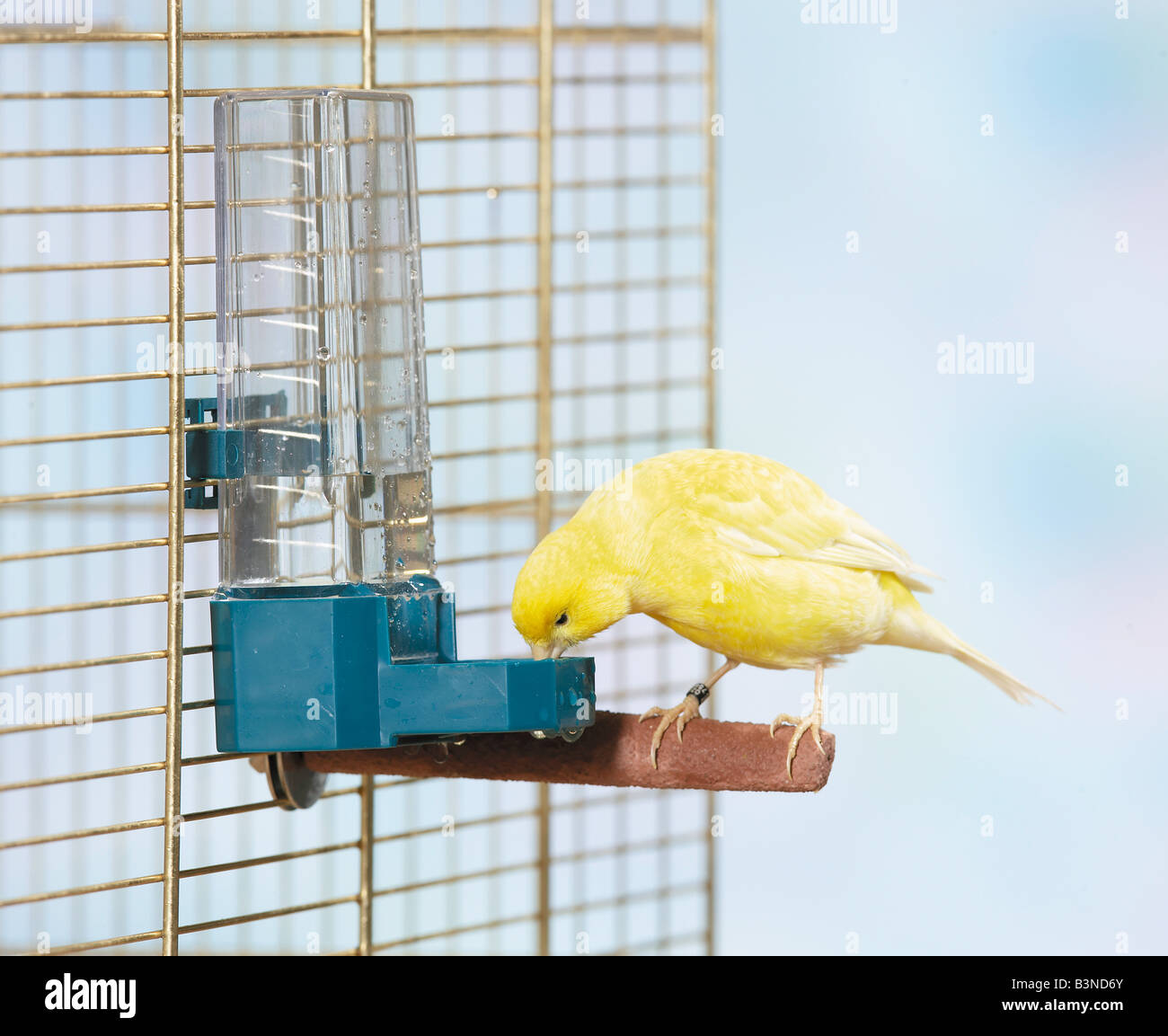 Domestic canary (Serinus canaria forma domestica) drinking from a tubular drinker, Germany Stock Photo